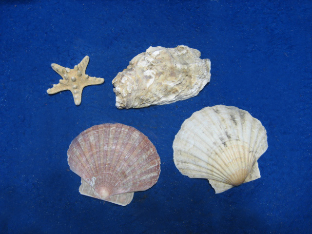 Schelp (O186)