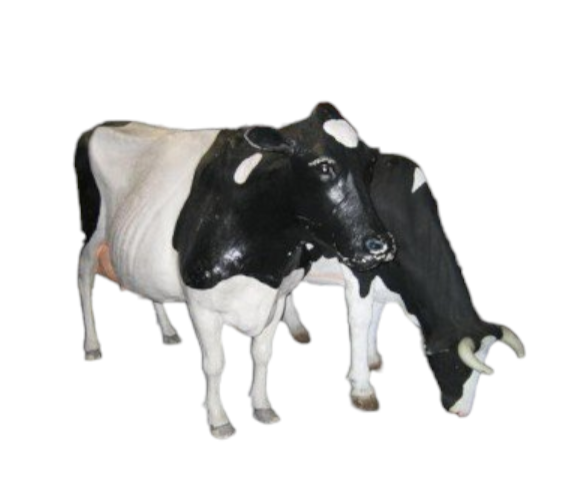 Koe  (RM342)