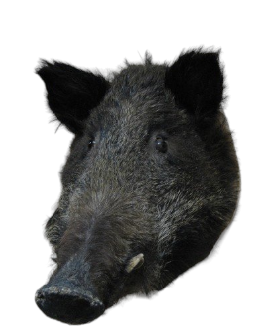 Kleine Everkop (O21)