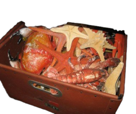 Krab en zeesterren (O187)