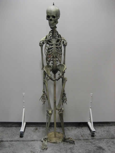 Redelijk buis schuld Geraamte van mens (skelet) (O263) - Props en rekwisietenverhuur
